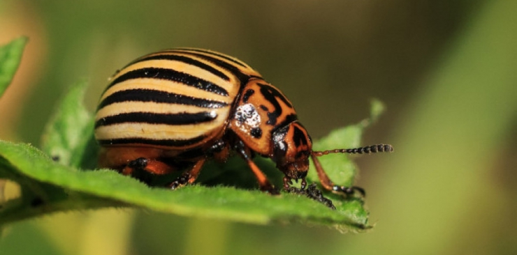 Leptinotarsia decemlineata